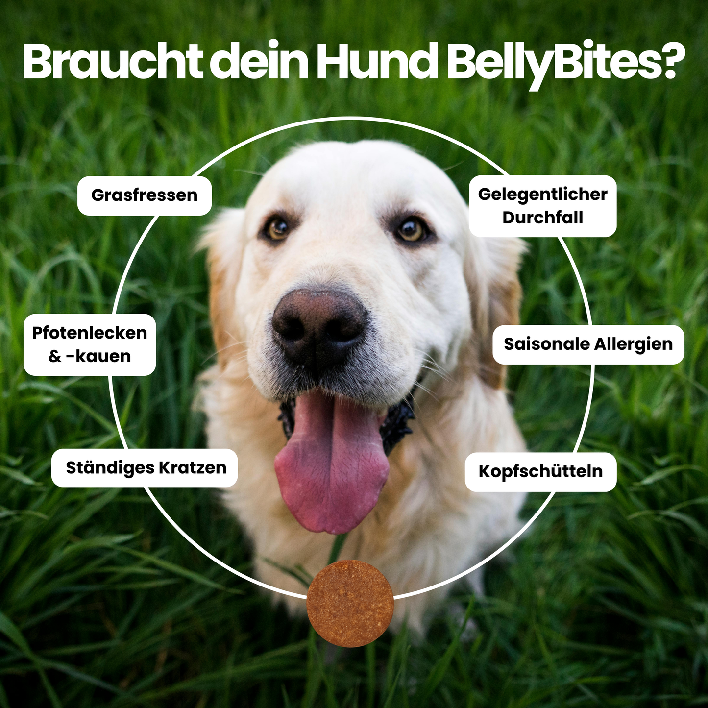 Pupwell - BellyBites